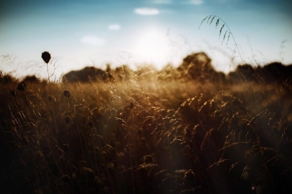 nature, sunset, outdoors, field, meadow, sunset, sunset, field, field, field, field, field, meadow