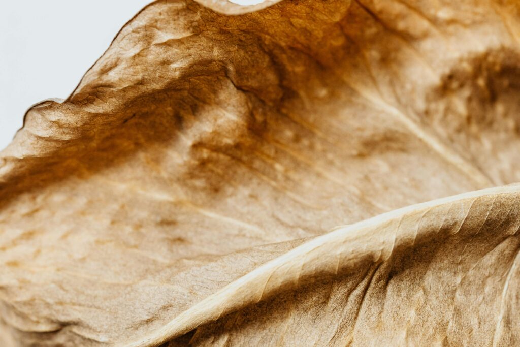 Close-up texture of a dried leaf showcasing natural patterns and earthy tones.